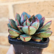 Load image into Gallery viewer, Echeveria Cat&#39;s Eye - 66mm
