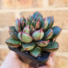 Load image into Gallery viewer, Echeveria Cat&#39;s Eye - 66mm
