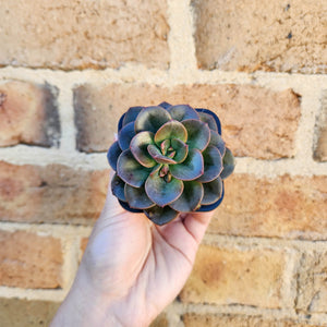 Echeveria Chroma - 66mm