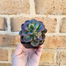Load image into Gallery viewer, Echeveria Chroma - 66mm
