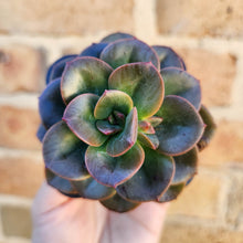 Load image into Gallery viewer, Echeveria Chroma - 66mm
