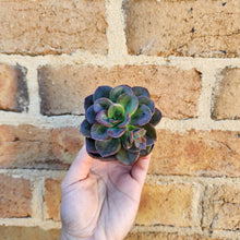 Load image into Gallery viewer, Echeveria Chroma - 66mm
