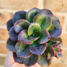 Load image into Gallery viewer, Echeveria Chroma - 66mm
