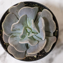 Load image into Gallery viewer, Echeveria Cubic Frost - 90mm
