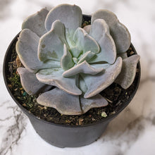 Load image into Gallery viewer, Echeveria Cubic Frost - 90mm
