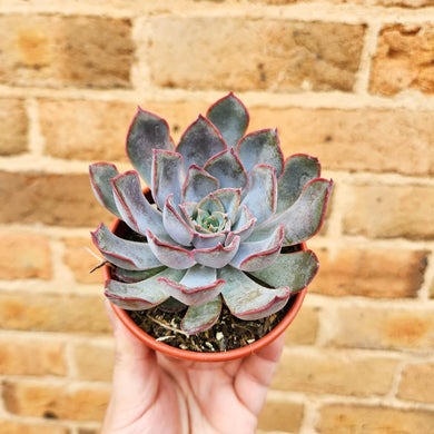 Echeveria Dark Ice - 80mm