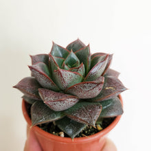 Load image into Gallery viewer, Echeveria Dionysos - 80mm
