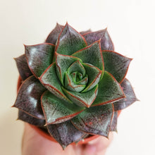 Load image into Gallery viewer, Echeveria Dionysos - 80mm
