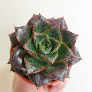 Echeveria Dionysos - 80mm