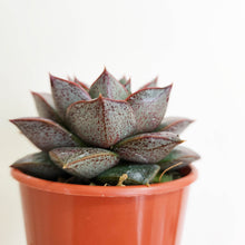 Load image into Gallery viewer, Echeveria Dionysos - 80mm
