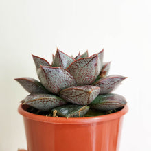 Load image into Gallery viewer, Echeveria Dionysos - 80mm
