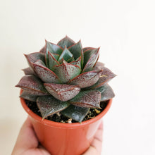 Load image into Gallery viewer, Echeveria Dionysos - 80mm
