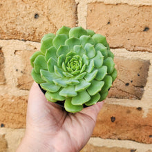 Load image into Gallery viewer, Echeveria Dondo - 90mm
