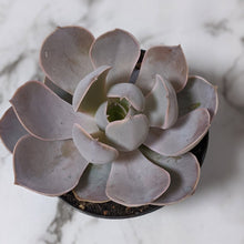 Load image into Gallery viewer, Echeveria Dusty Violet - 90mm
