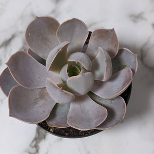 Echeveria Dusty Violet - 90mm