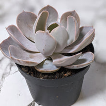Load image into Gallery viewer, Echeveria Dusty Violet - 90mm
