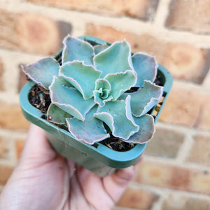 Echeveria Faaf (Rubin x Shaviana) - 66mm