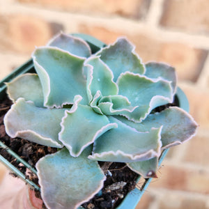 Echeveria Faaf (Rubin x Shaviana) - 66mm