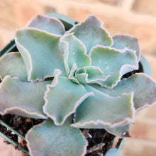 Load image into Gallery viewer, Echeveria Faaf (Rubin x Shaviana) - 66mm
