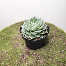Load image into Gallery viewer, Echeveria Fabiola - 90mm
