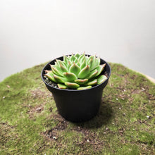 Load image into Gallery viewer, Echeveria Gilva - 90mm
