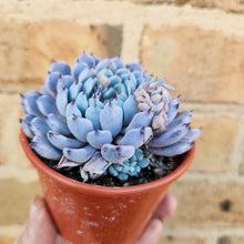 Load image into Gallery viewer, Echeveria Gmmul - 80mm
