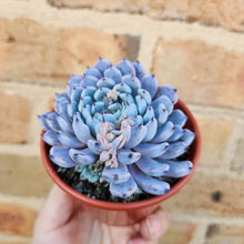 Load image into Gallery viewer, Echeveria Gmmul - 80mm
