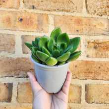 Load image into Gallery viewer, Echeveria Grandiflora - 105mm
