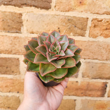 Load image into Gallery viewer, Echeveria Green Smile - 90mm
