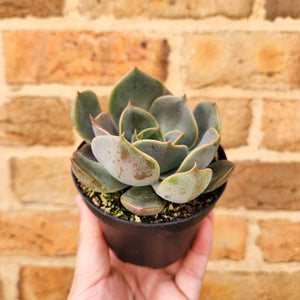 Echeveria Latte Rose - 90mm