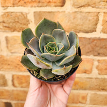 Load image into Gallery viewer, Echeveria Latte Rose - 90mm
