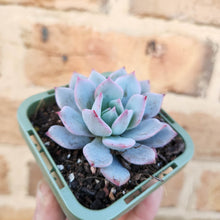 Load image into Gallery viewer, Echeveria Lawrence (Long Leaf Form) - 66mm
