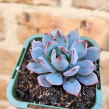 Load image into Gallery viewer, Echeveria Lawrence (Long Leaf Form) - 66mm
