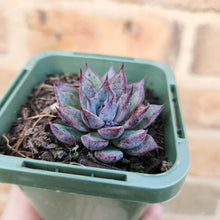 Load image into Gallery viewer, Echeveria Lilac Echo - 66mm
