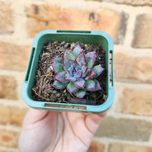 Load image into Gallery viewer, Echeveria Lilac Echo - 66mm
