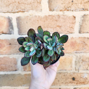 Echeveria Little Painted Lady - 90mm