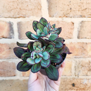 Echeveria Little Painted Lady - 90mm