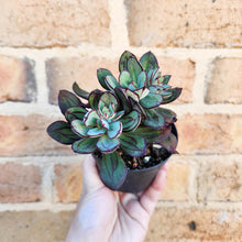 Load image into Gallery viewer, Echeveria Little Painted Lady - 90mm
