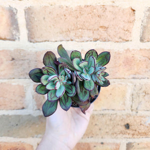 Echeveria Little Painted Lady - 90mm