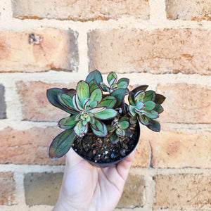 Echeveria Little Painted Lady - 90mm
