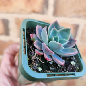Echeveria Little Pink - 66mm