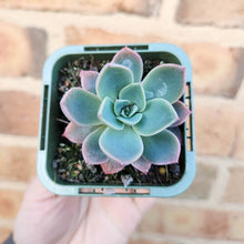 Load image into Gallery viewer, Echeveria Little Pink - 66mm
