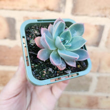 Load image into Gallery viewer, Echeveria Little Pink - 66mm

