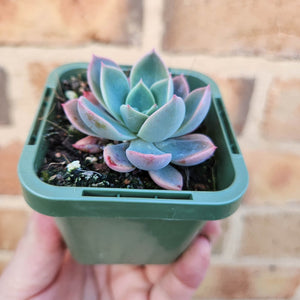 Echeveria Little Pink - 66mm