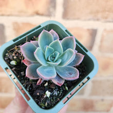 Load image into Gallery viewer, Echeveria Little Pink - 66mm
