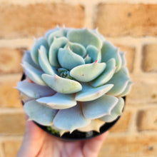 Load image into Gallery viewer, Echeveria Lola - 90mm
