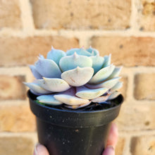 Load image into Gallery viewer, Echeveria Lola - 90mm
