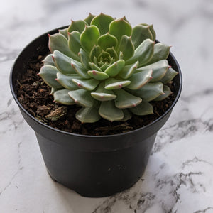 Echeveria Minima x Tuxpan - 90mm