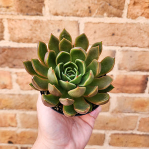 Echeveria Mira - 105mm