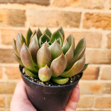 Load image into Gallery viewer, Echeveria Mira - 105mm
